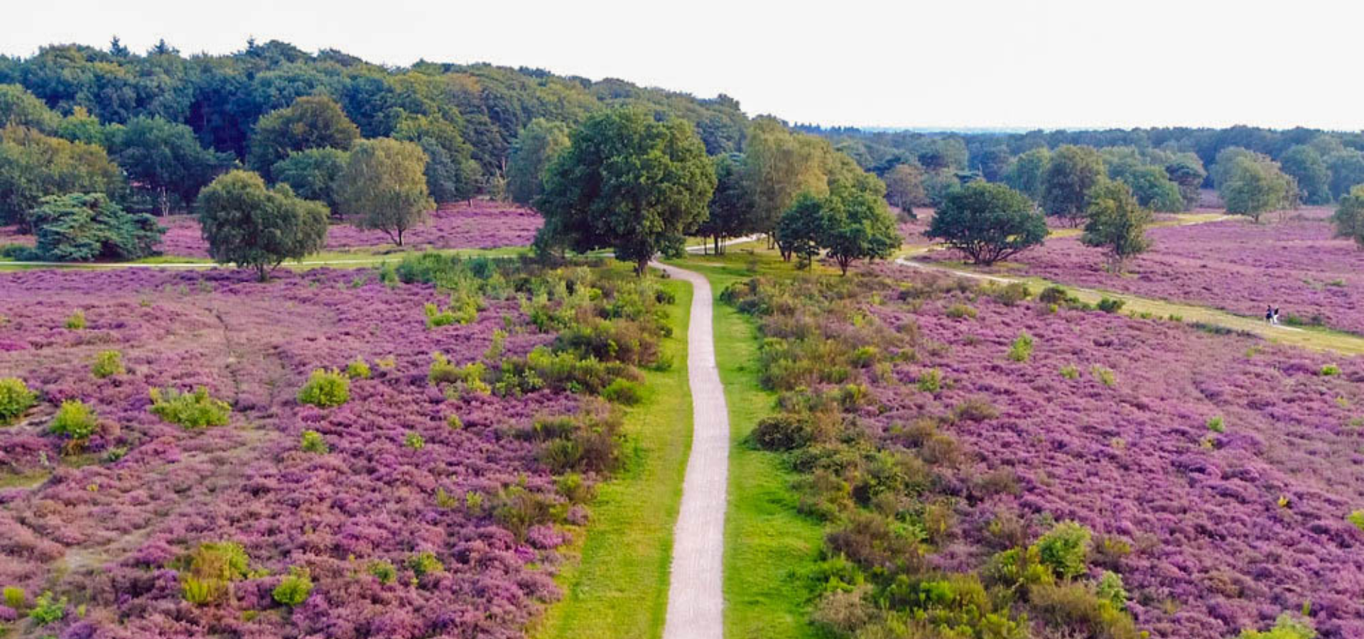 Sallandse heuvelrug1