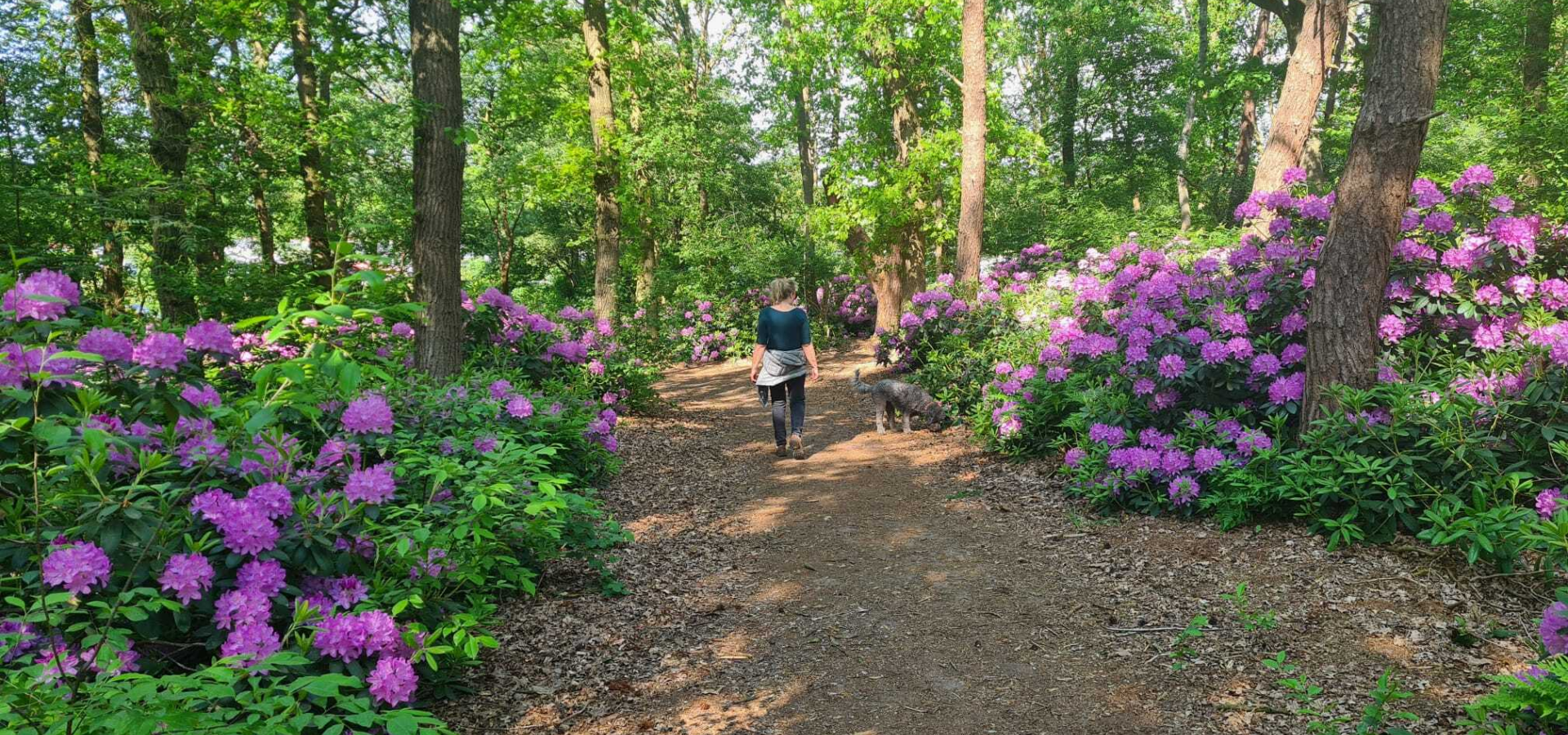 Bos vakantiepark de luttenberg
