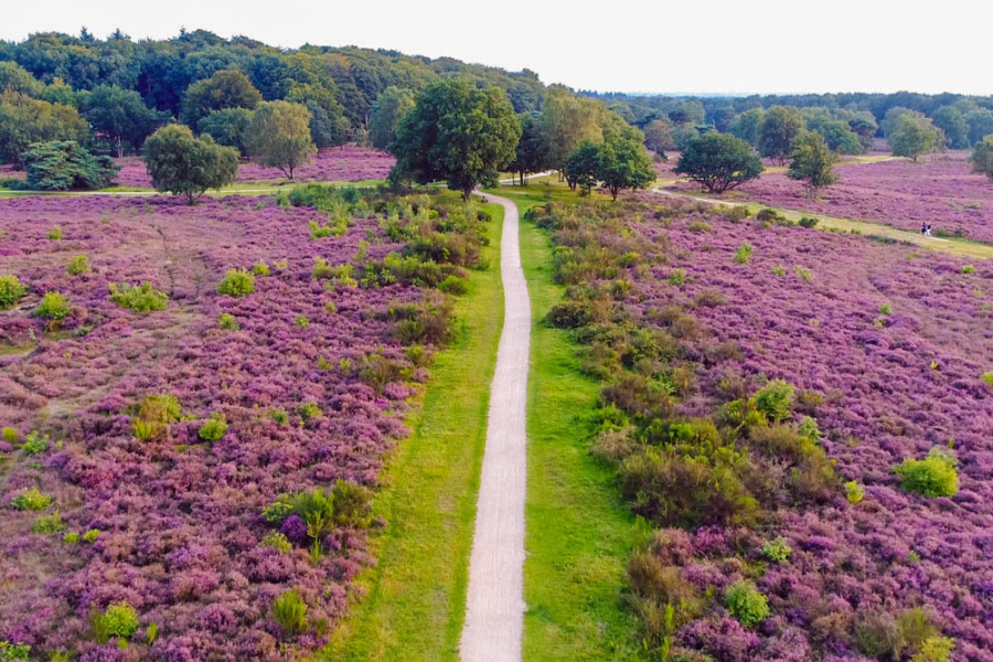 Sallandse heuvelrug1