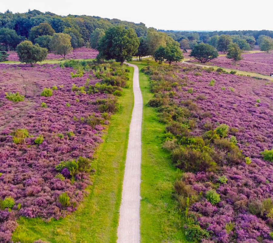 Sallandse heuvelrug1