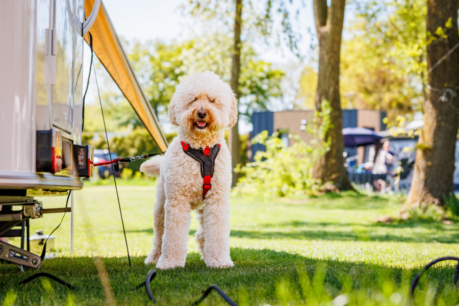 20250428 Ewald Geerdink Luttenberg 0170 8 H0 A4227 CR3 Pure