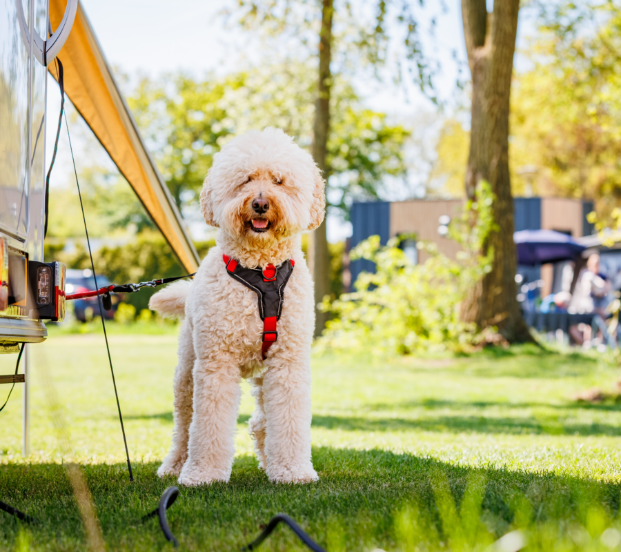 20250428 Ewald Geerdink Luttenberg 0170 8 H0 A4227 CR3 Pure